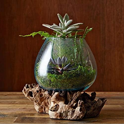 Hand Blown Molten Glass & Teak Wood Terrarium/Vase/Fish Bowl - Premium Quality (7" - 9" High)