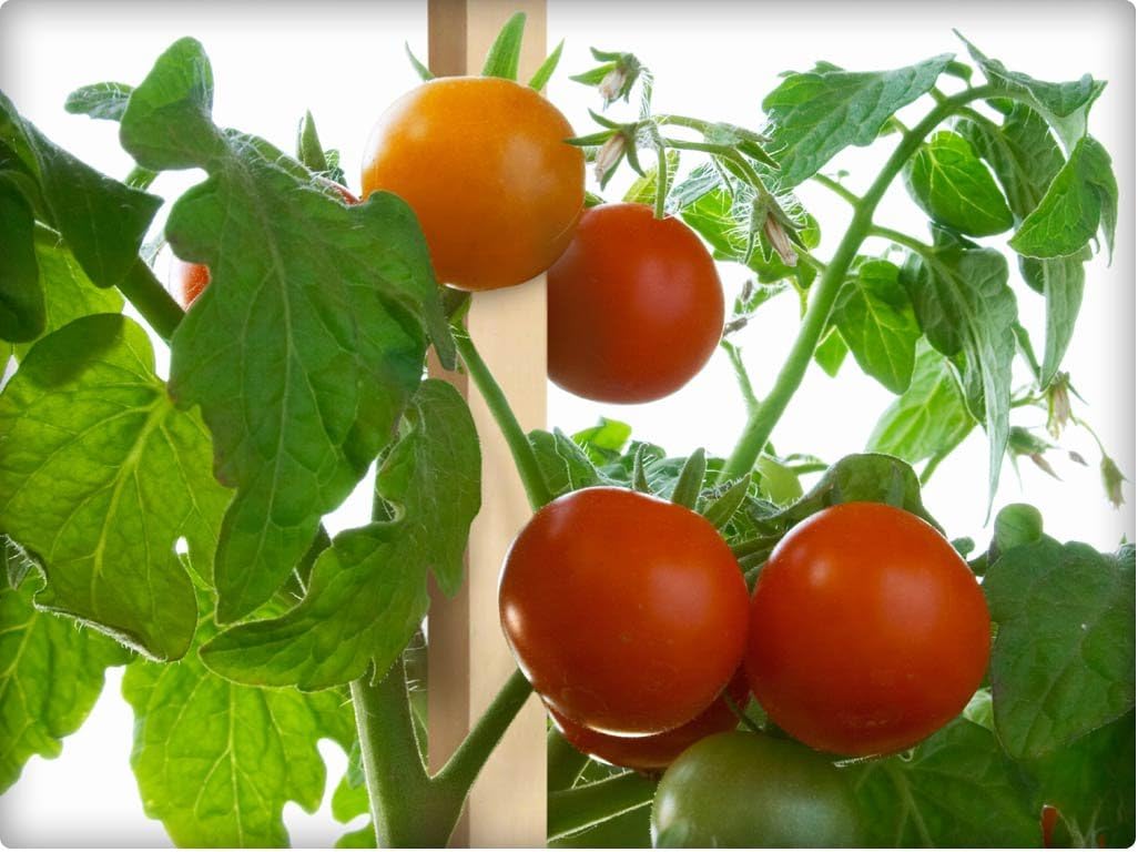 Greenes Fence 4 Ft. Garden Stakes (50 Pack)