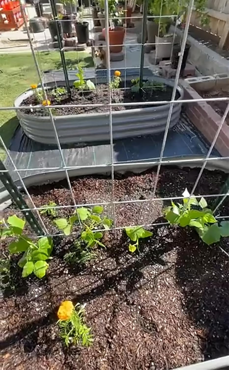 2 Pack 8x4x1FT Galvanized Raised Garden Bed Kit Oval Metal Ground Planter Box Outdoor Bottomless Planter Raised Beds for Vegetables Flowers Herbs Fruits, Gray